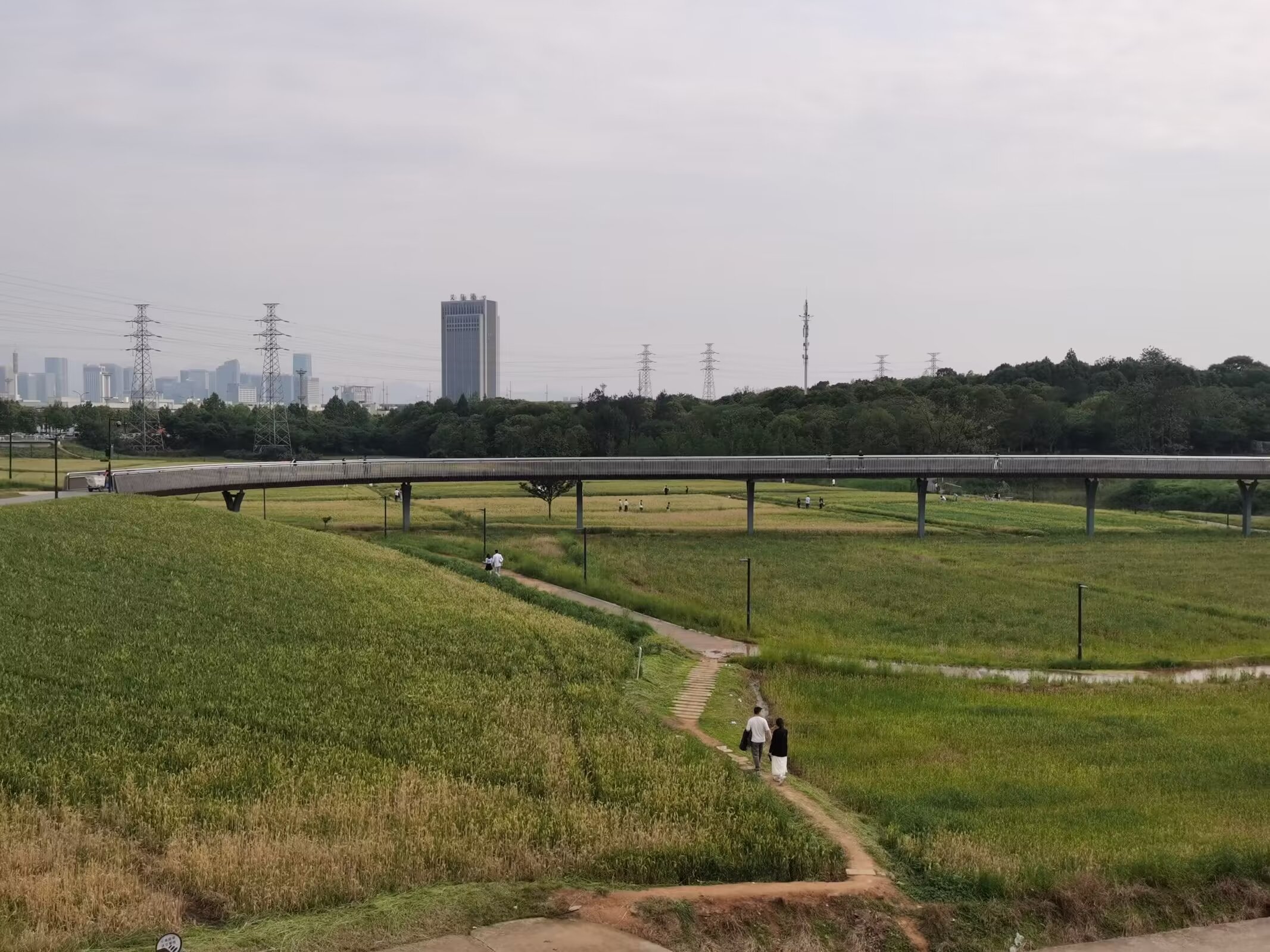 田野